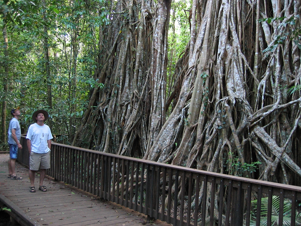 127 Cathedral Fig Tree.jpg